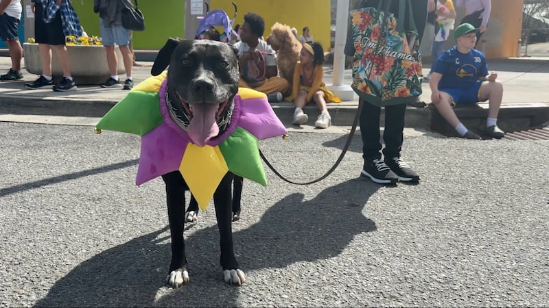 ‘We are in dog heaven’ | Mardi Growl draws hundreds of costumed dogs, vendors to World’s Fair...