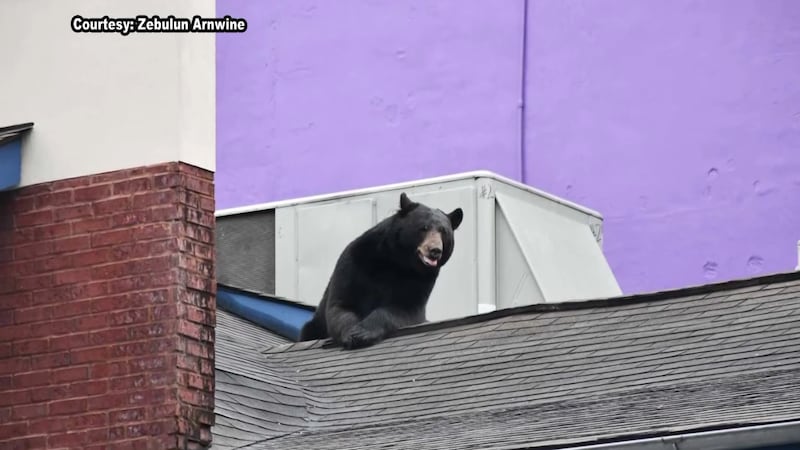 Bear advocate, biologist describe pattern behind Gatlinburg bear’s death