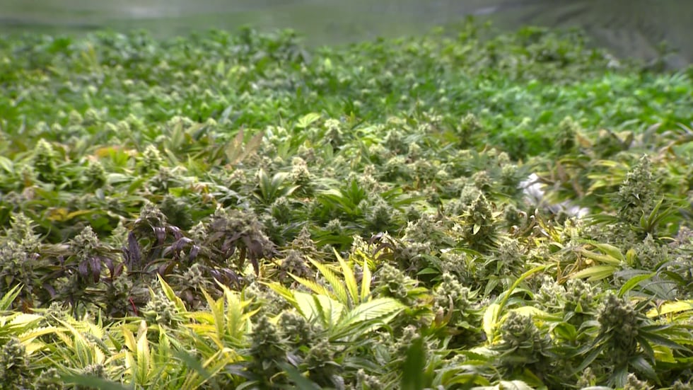 At the beginning of 2026, TABC began regulating HDCPs under the guidelines of a bill passed...