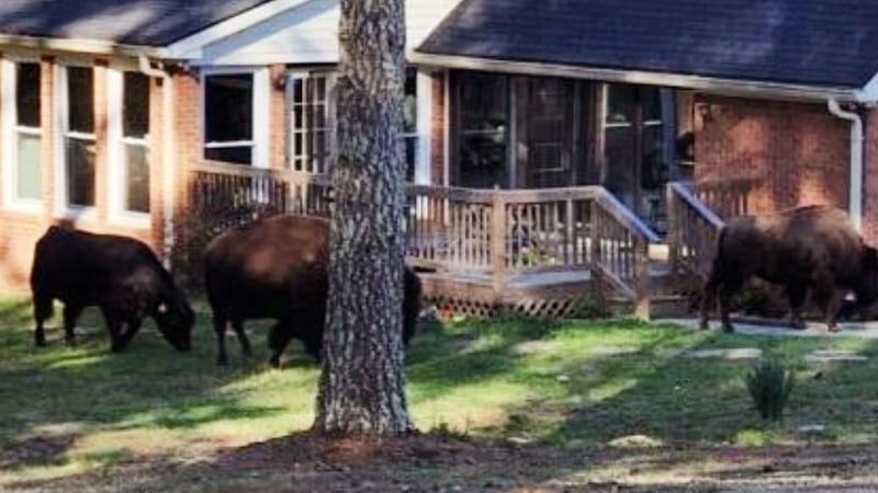 Buffalo found roaming in residential area in Fayette County