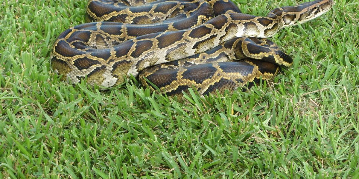Florida officials investigating if Pythons are safe to eat