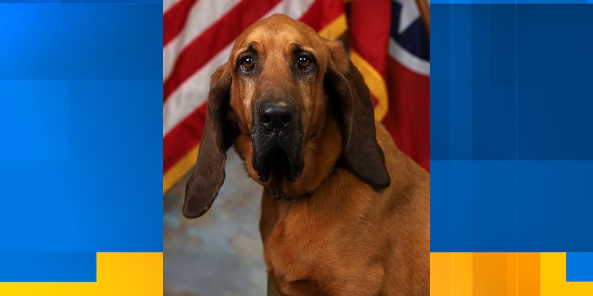 Retired Blount County K-9 dies at 14, sheriff says