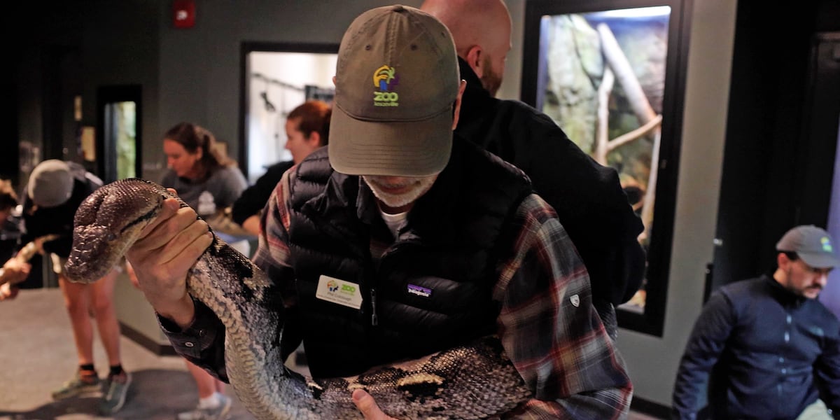 Python Phoenix Zoo Dolly, Zoo Knoxville’s large reticulated python, prepares for first ...