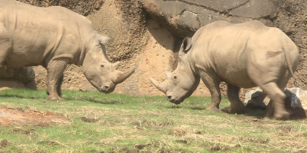 Getting to know Zoo Knoxville’s new white rhinos, Ranger and Mylo