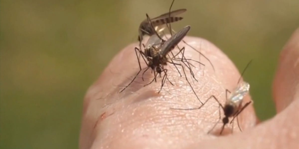 Rare mosquito-borne virus confirmed in East Tennessee - WVLT