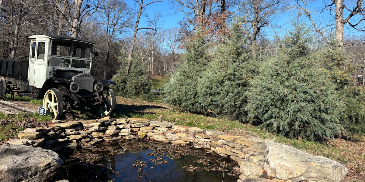 Families flock to Powell tree farm for Christmas tradition