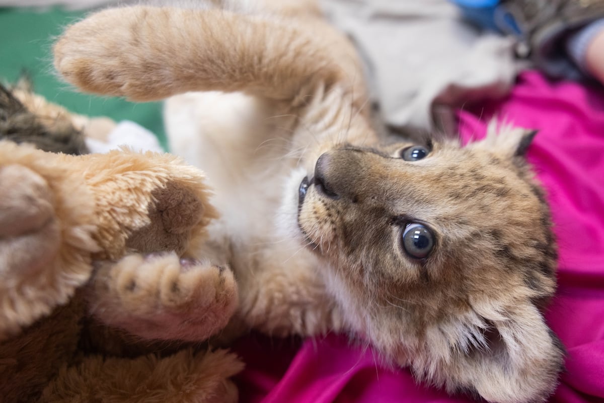 preloaded gallery image