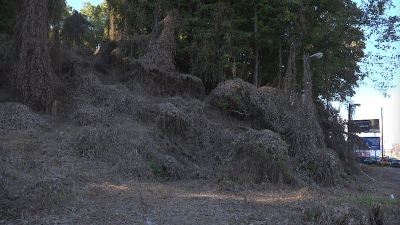 The city shifted from using goats stating the herbicides work better
