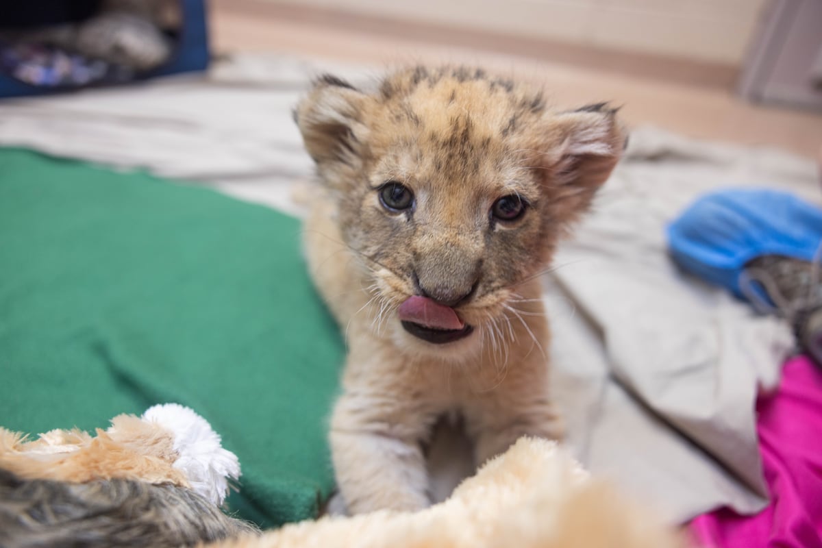 preloaded gallery image