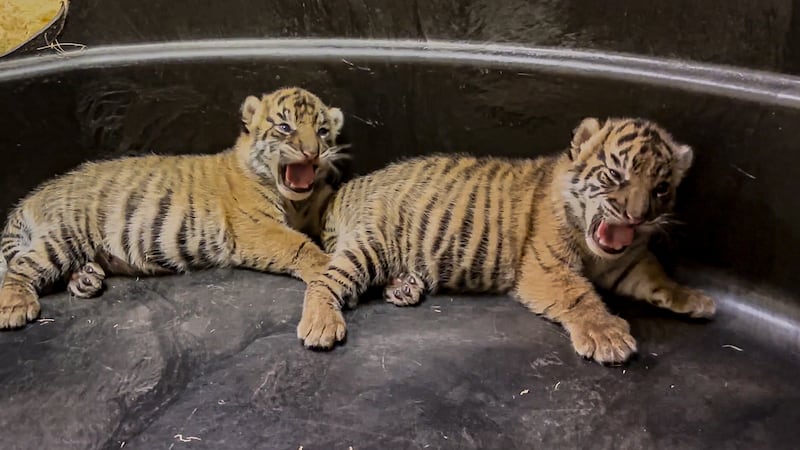 The Memphis Zoo welcomes two new female Sumatran tiger cubs to the world and invites the...