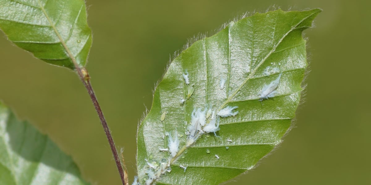 Woolly aphids | What are the small white bugs floating around East ...