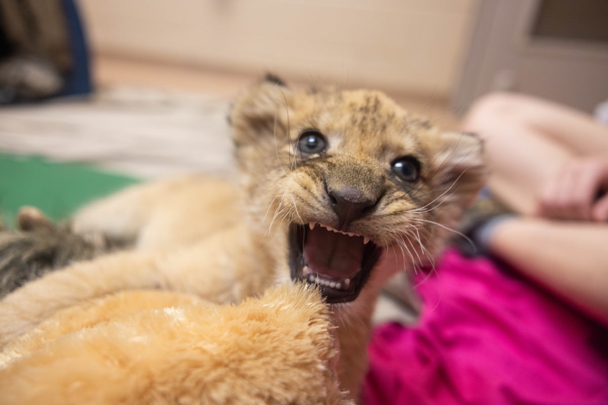 preloaded gallery image