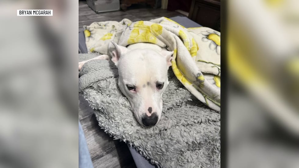 Bryan McGarah’s four-year-old dog, Snow