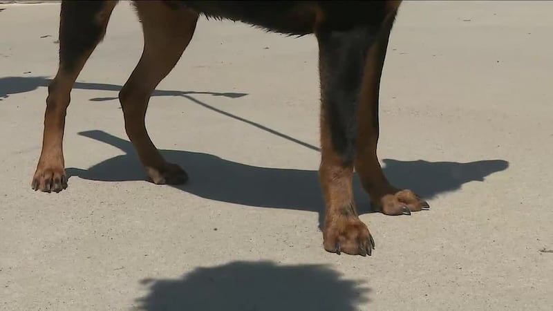 21 dogs euthanized in Monroe County after ‘serious attack’ of woman in 2025