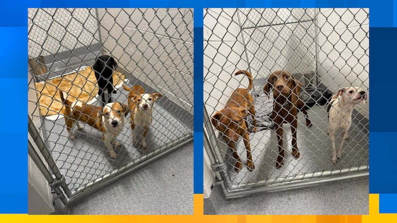 East TN animal shelter ‘in desperate need’ after taking in dozens of animals from hoarding case