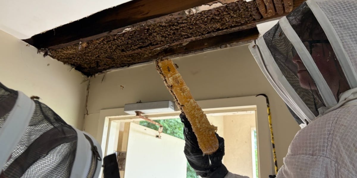 Tens of thousands of honeybees removed from Maryville College press box ahead of football season A father-son beekeeping team extracted the colony without killing the bees; hives headed to schools through nonprofit
