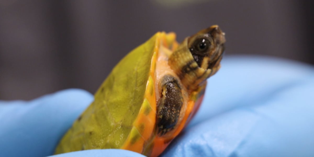 Wild Inside: Turtle births mark a rare first for Zoo Knoxville