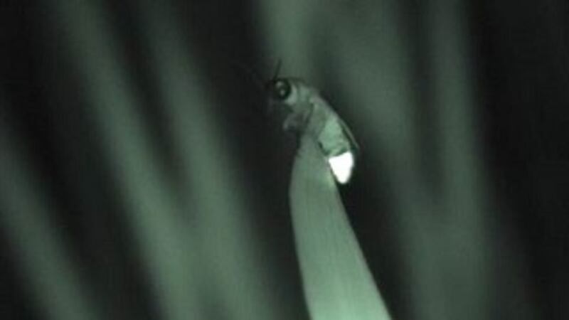 Fireflies Realview Firefly viewing opens in the Smokies