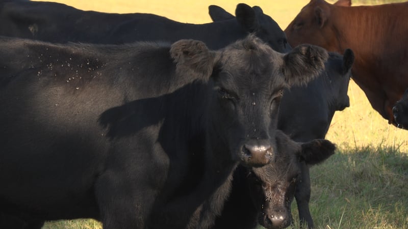 Farmers react to dyed diesel restrictions lifted