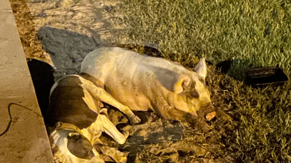 The family said their pet pig named Charlotte had lived with them for months.