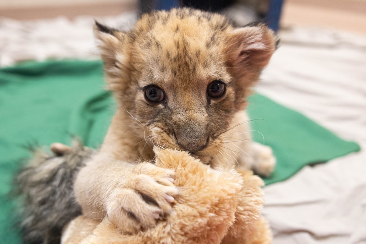 preloaded gallery image