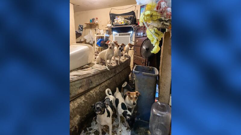 Forty-five dogs were rescued from a West Tenn. home Tuesday.