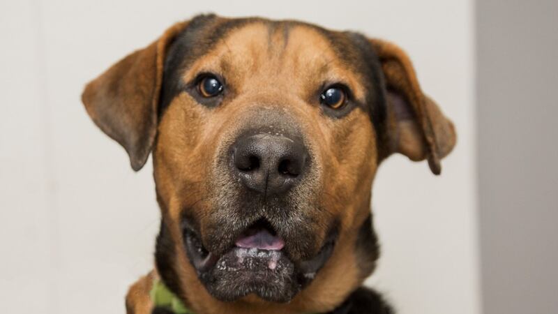 The Humane Society says Huey is 70 pounds of unbridled joy and excitement.