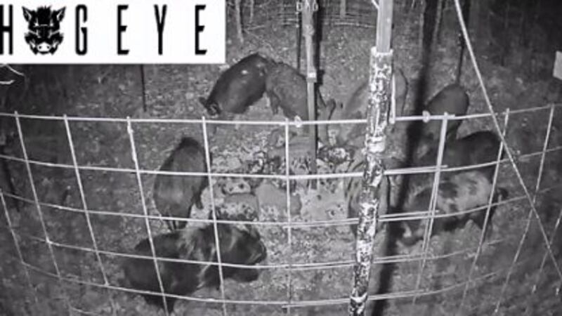 Exploding Wild Boar Wild hog population exploding at Tennessee recreation area