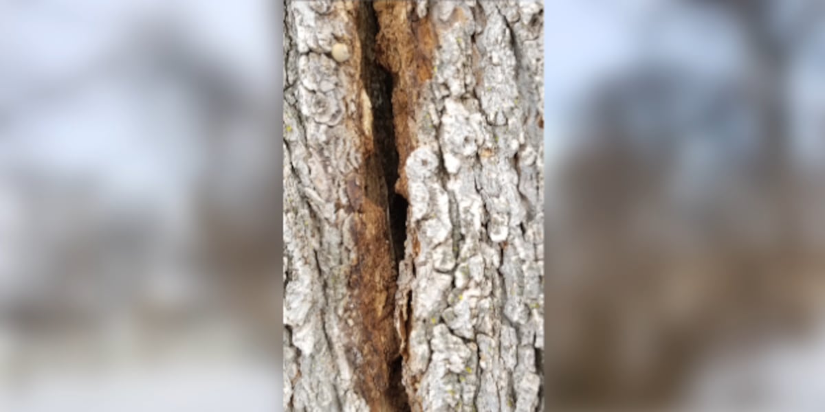 Exploding Tree Alert Radar Map You could see ‘exploding trees’ in the winter storm. Here’s why that ...