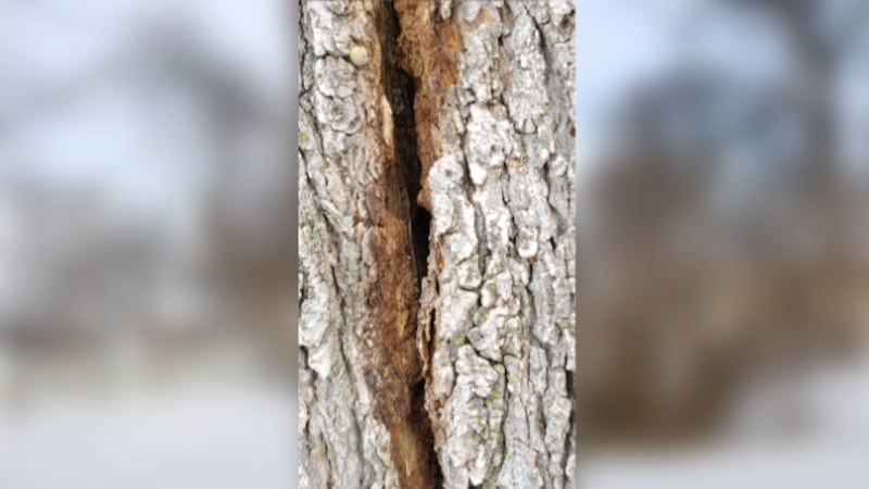 Exploding Tree Danger You could see ‘exploding trees’ in the winter storm. Here’s why that ...